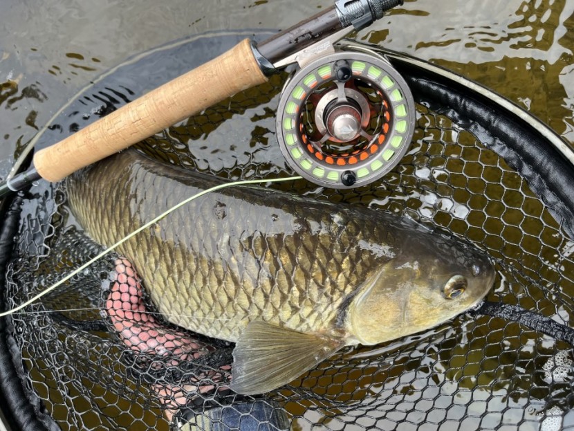 Rectory chub - Dan Cristian Oprea from Redditch